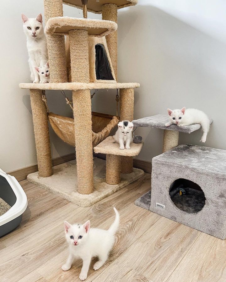 cat family tree kittens